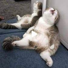 yuki chan on happy animals happy cat cute cats