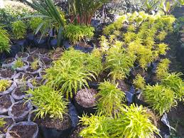 Tumbuhan yang memiliki nama ilmiah spathiphyllum ini bisa hidup dengan kondisi minim cahaya. Jual Tanaman Hias Sabrina Sinox Nursery