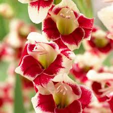 Image result for Gladiolus bellus