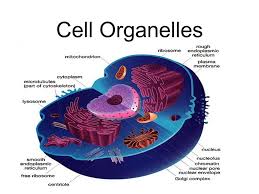 Maybe you would like to learn more about one of these? Cell Organelle Study Guide Diagram Quizlet