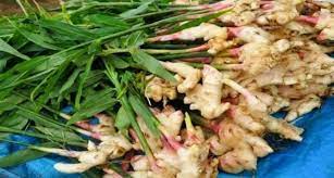Komoditas Biofarmaka Prospektif Untuk Herbal Dan Ekspor