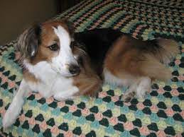 We did not find results for: Homeward Bound Dog Rescue Of Minnesota Monticello Mn Animal Shelters Mapquest