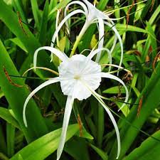 For morphological reference, common daffodils also occur in this subfamily. How To Plant Grow Texas Spider Lily Hymenocallis Liriosme Pond Informer
