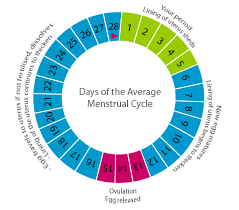 the three phases in menstrual cycle of a woman