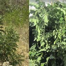 Image result for Senna singueana