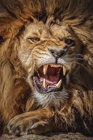 Pangeen Souhailbog The King By Harry Schindler Brullende Leeuw Zeldzame Dieren Dieren Memes