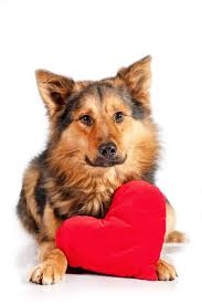 Valentines dog photo idea diy dog picture. Valentine S Day Dog Safety Flowers Treats And Alcohol