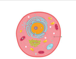 Basic diagram of an animal cell. Animal Cell Science Quiz