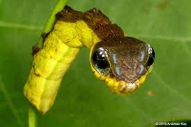 Black And White Striped Caterpillar With Orange Head 10 Spectacular Caterpillars That Look Like Snakes Caterpillar Scary Snakes Snake Caterpillar