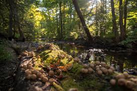Maybe you would like to learn more about one of these? Fern Glen Cary Institute Scenic Hudson