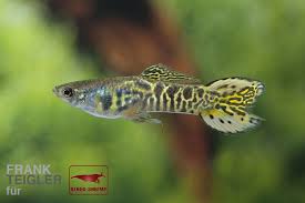Poecilia wingei amp guppy endler. Endler Guppy Mannchen Tiger Poecilia Wingei Kaufen Rendo Shrimp