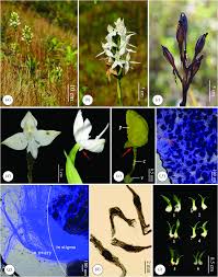 Image result for Habenaria epipactidea