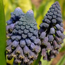 Image result for Hyacinthaceae