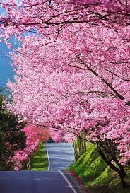 M Grace Designs Inc Chicago Interior Design Beautiful Nature Flowering Trees Beautiful Tree