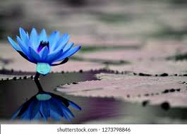 Hd Wallpapers High Res Stock Images | Shutterstock