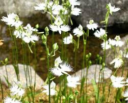 Image result for Habenaria subarmata