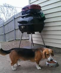 Beagle corgi mix puppies are cute and loveable and it is understandable if you would prefer to buy and raise a puppy. Beagi Dog Breed Information And Pictures