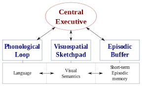 The effects of bmi, peer appearance culture. Cognitive Psychology Wikipedia