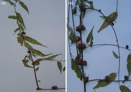 Image result for Corchorus schimperi