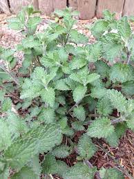 Catmint Catnip Nepeta This Looks Like A Catmint Or Catnip Plant Likes Full Sun Nice Purple Flower Attracts Pollinator Catnip Plant Plants Purple Flowers