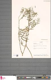 Image result for Brachyachne patentiflora