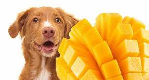 Can Dogs Eat Mango Check Out This Ultimate Guideline My Dog Guide Can Dogs Eat Dog Eating Foods Dogs Can Eat