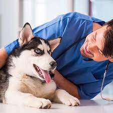 It reimburses owners for things like certain medical pet insurance is a health insurance policy for emergencies and illnesses. Is Pet Insurance Worth It Pros Cons Of Pet Insurance