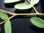 Image result for Brachystegia utilis