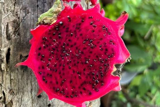 Cultivo de Pitahaya BIOERGANZ