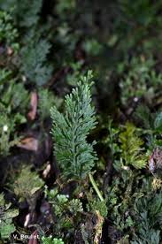 Image result for Crepidomanes inopinatum