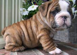 However, the breed in general is very unhealthy. Good Male And Female English Bulldog Puppies Louisiana Sportsman Classifieds La