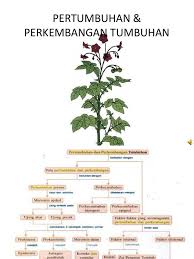 Tersedia ✓ gratis ongkir ✓ pengiriman sampai di hari yang sama. Pola Pertumbuhan Perkembangan Tumbuhan