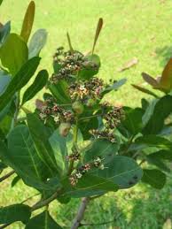 Image result for Anacardium occidentale