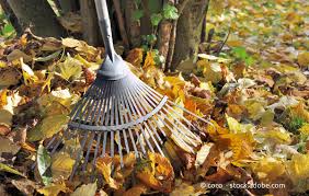 Herbst garten email this blogthis! Was Im Herbstgarten Zu Tun Ist