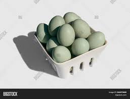 We did not find results for: Araucana Egg On Basket Image Photo Free Trial Bigstock