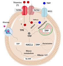 2,283,498 likes · 535 talking about this. The Role Of Thiamine Transporters Thtr 1 In Glucose Metabolism Download Scientific Diagram
