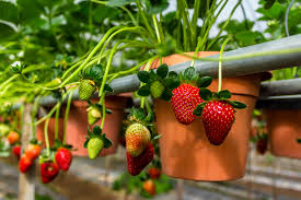 Ingin tahu cara menanam jeruk manis di rumah tanpa ribet? Menanam Buah Tak Lagi Sulit Dengan 7 Tanaman Buah Dalam Pot Ini