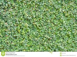 Image result for ficus pumila