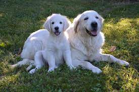 We did not find results for: Puppy Height Calculator The Pet Supply Guy