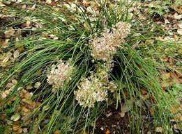 Image result for Nolletia arenosa