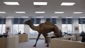 The best gifs are on giphy. Insurance Hump Day Commercial All Information About Quality Life