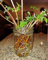 Elderberry can be grown from seeds but it's a tricky process. Elderberry Cuttings Grow New Plants In Less Than 1 Month Permaculture Gardener Soil Health Grower And Light Farmer