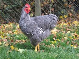 I have read and agree to the terms and conditions and i consent to conduct business electronically. Plymouth Rock
