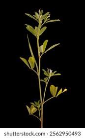 Image result for Trigonella anguina