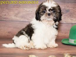 Shih tzu in florida welcomes you to the wonderful world of shih tzu! Shih Tzu Puppies For Sale What Happens When You Have A Shih Tzu For A Pet Petland Sarasota