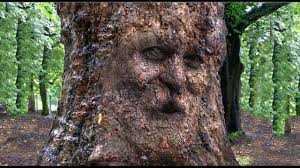 Image result for old tree