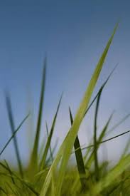 We did not find results for: Nokia Grass And Sky Wallpaper Download To Your Mobile From Phoneky