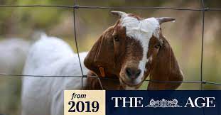 For the first six months of its life, a baby goat is called a kid. With Weedkiller On The Nose Councils Using Goats As Chewers Of Choice