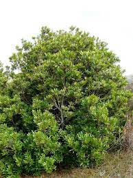 & schltdl.) wilbur) is an evergreen shrub or small tree native to the pacific ocean coast of north america from vancouver island south to california as far south as the long beach area. Myrica Californica Pacific Wax Myrtle