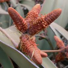 Image result for Welwitschiaceae